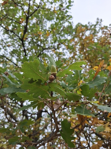 downy oak