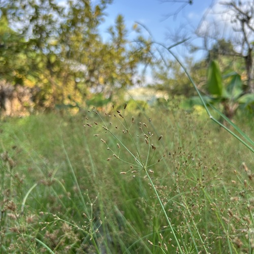 Fimbristylis quinquangularis observed 2026-10-10