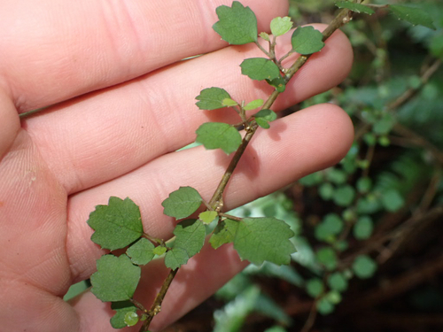 Hoheria angustifolia observed 2026-10-11