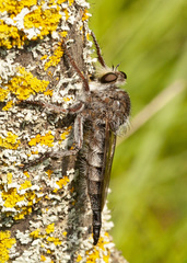 Promachus dimidiatus