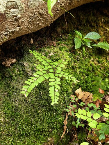 Adiantum flabellulatum observed 2026-10-06