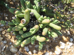 Argyroderma fissum