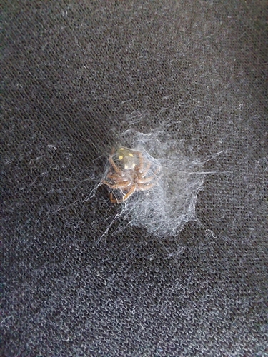 Five-spotted star-web spider