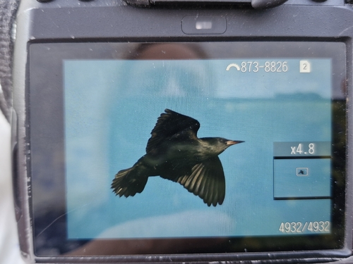 Spotless Starling