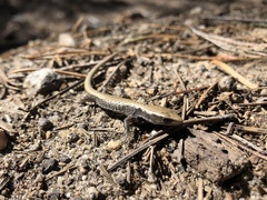 Elgaria coerulea palmeri