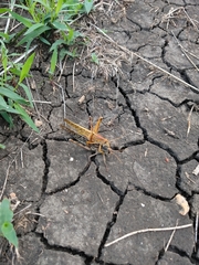 Schistocerca piceifrons