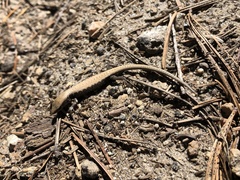 Elgaria coerulea palmeri