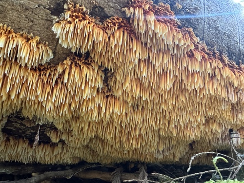 Pycnoporellus alboluteus observed 2026-10-10