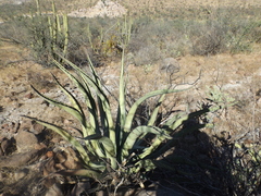 Agave aurea
