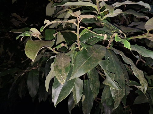 Diospyros blancoi observed 2026-10-09