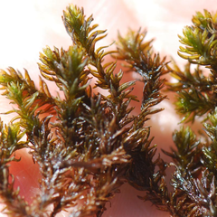 Racomitrium depressum