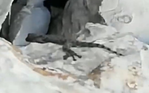 Levant Fan-fingered Gecko