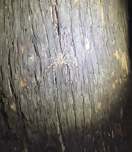 Eastern Banded Huntsman