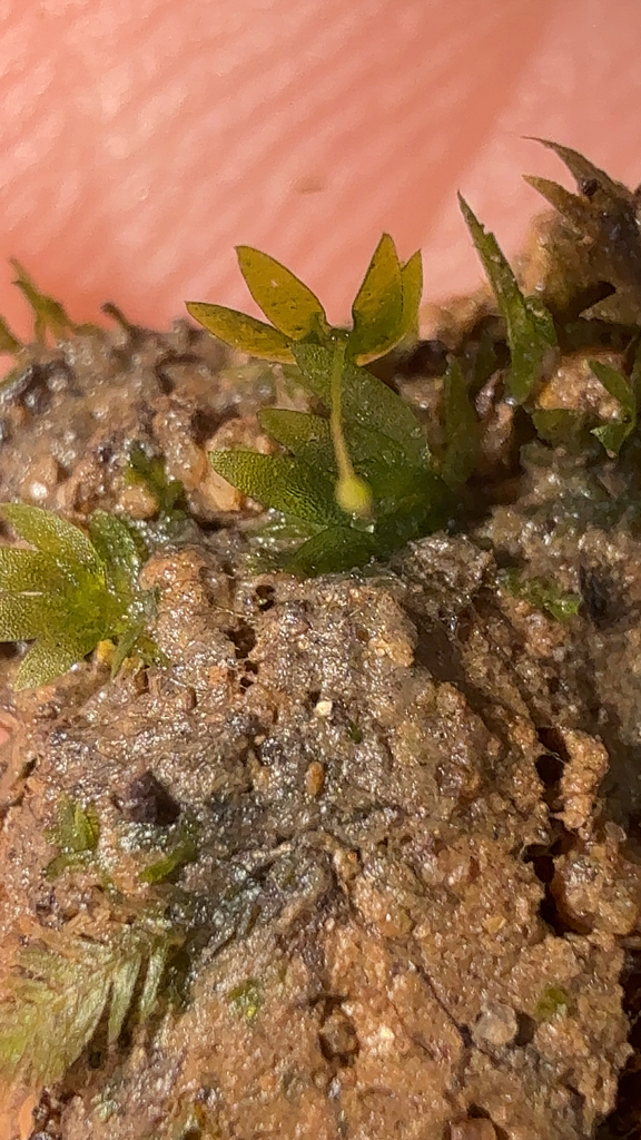 Fissidens hyalinus (Fissidens hyalinus)