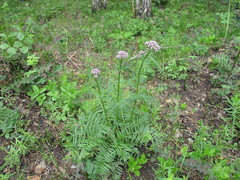 Valeriana alternifolia