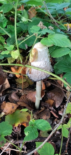 Shaggy Mane