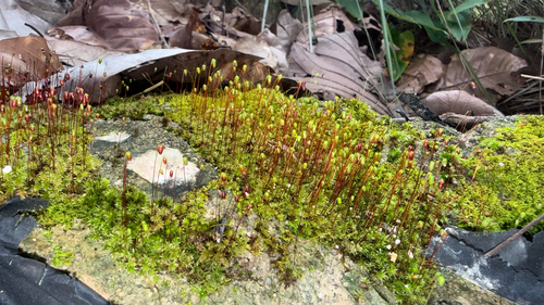 Gemmabryum coronatum observed 2026-10-11