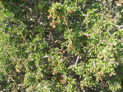 Hermannia cuneifolia