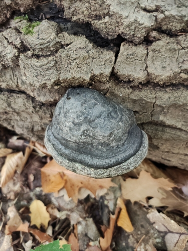 Hoof Fungus