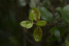 Metrosideros kermadecensis