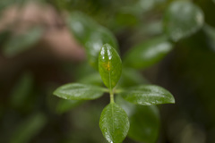 Metrosideros kermadecensis