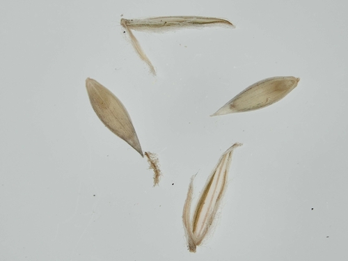 Digitaria ciliaris observed 2026-10-11