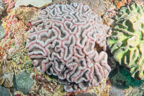 Lobophyllia hemprichii observed 2026-10-09