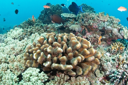 Pocillopora grandis observed 2026-10-09