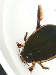 Megadytes lhermineri