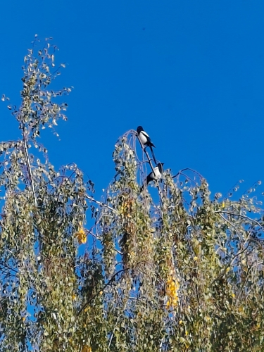 Eurasian Magpie