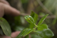 Metrosideros kermadecensis