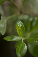 Metrosideros kermadecensis