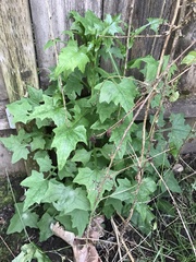 Chenopodiastrum hybridum