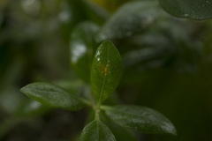 Metrosideros kermadecensis