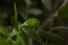 Metrosideros kermadecensis