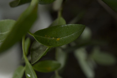 Metrosideros kermadecensis