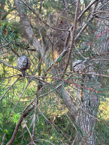 Hakea propinqua, 2026-10-11
