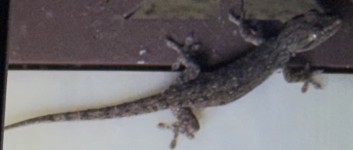 Hemidactylus frenatus observed 2026-10-09