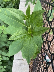 Pokeweed mosaic virus