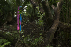 Metrosideros kermadecensis