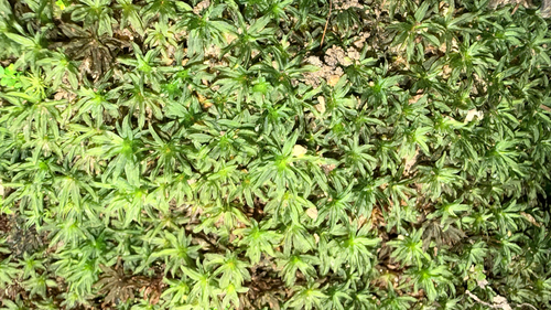 Atrichum yakushimense observed 2026-10-10