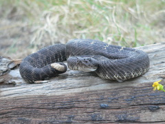 Crotalus cerberus