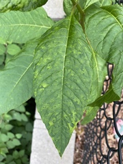 Pokeweed mosaic virus