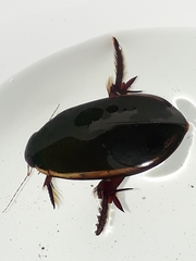 Megadytes lhermineri