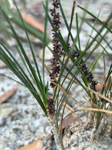 Lomandra glauca observed 2026-10-11