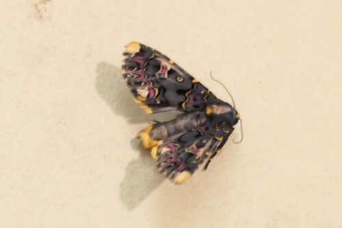 Indian Lily Moth