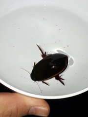 Megadytes lhermineri