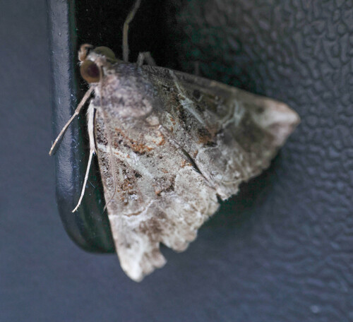 Hypena commixtalis observed 2026-10-11