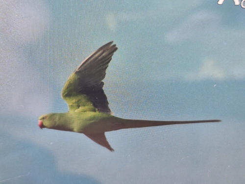 Rose-ringed Parakeet
