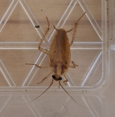 German Cockroach
